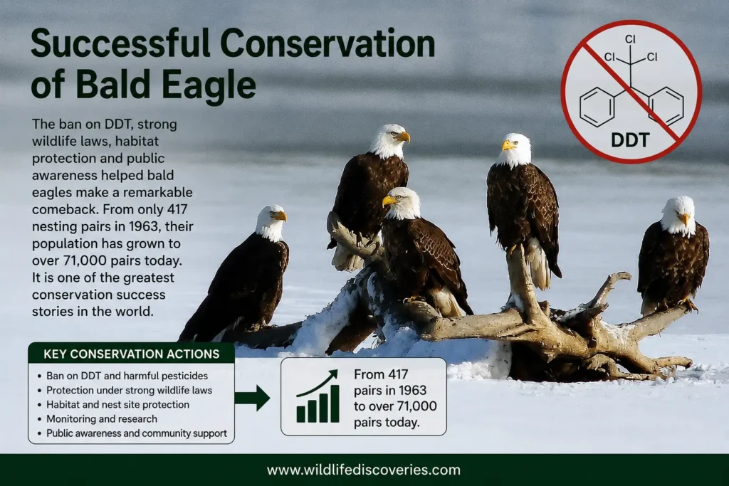 Successful conservation of Bald Eagle