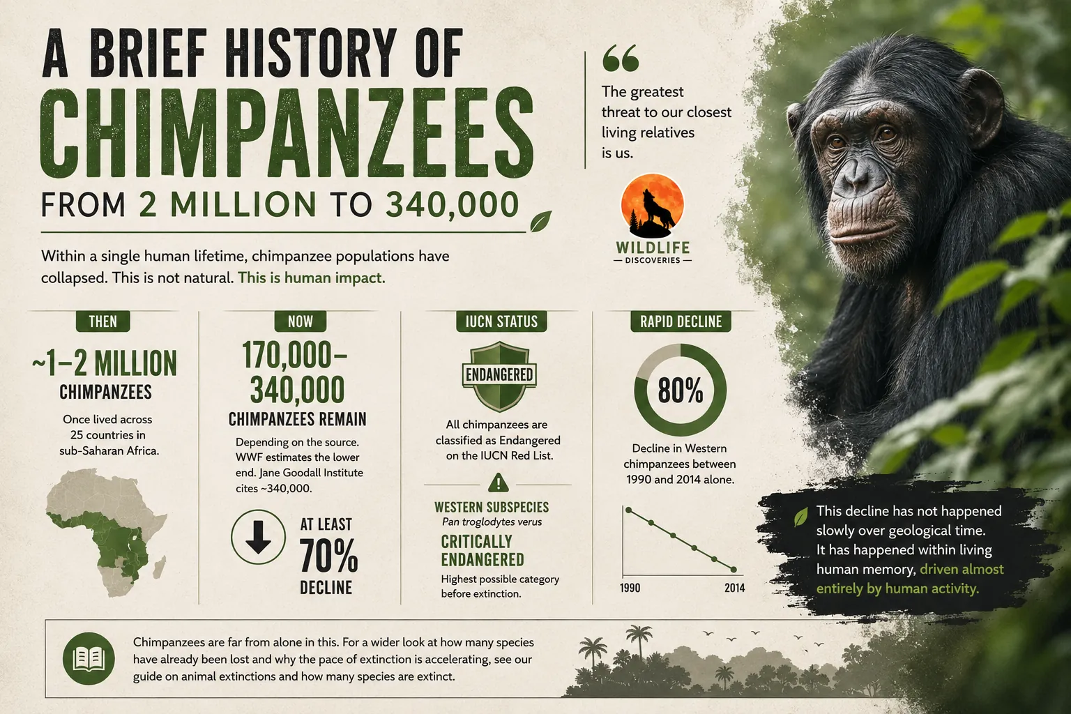 Infographic showing the history of chimpanzee population decline from an estimated 1–2 million individuals to 170,000–340,000 today, highlighting conservation status, population loss, and threats across Africa.