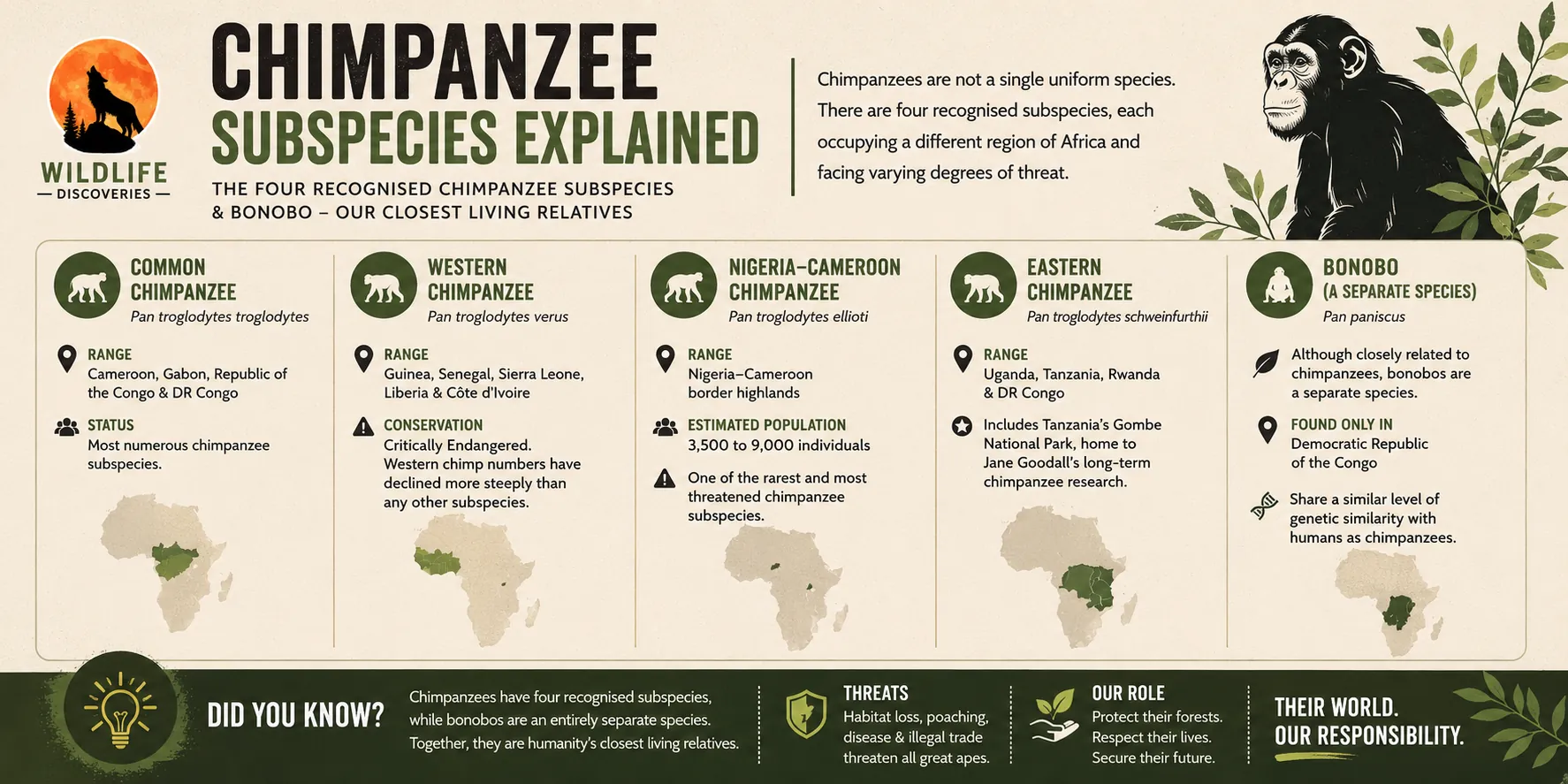 Chimpanzee subspecies explained infographic comparing the four recognised chimpanzee subspecies and the bonobo, including their distribution, conservation status, and key differences across Africa.