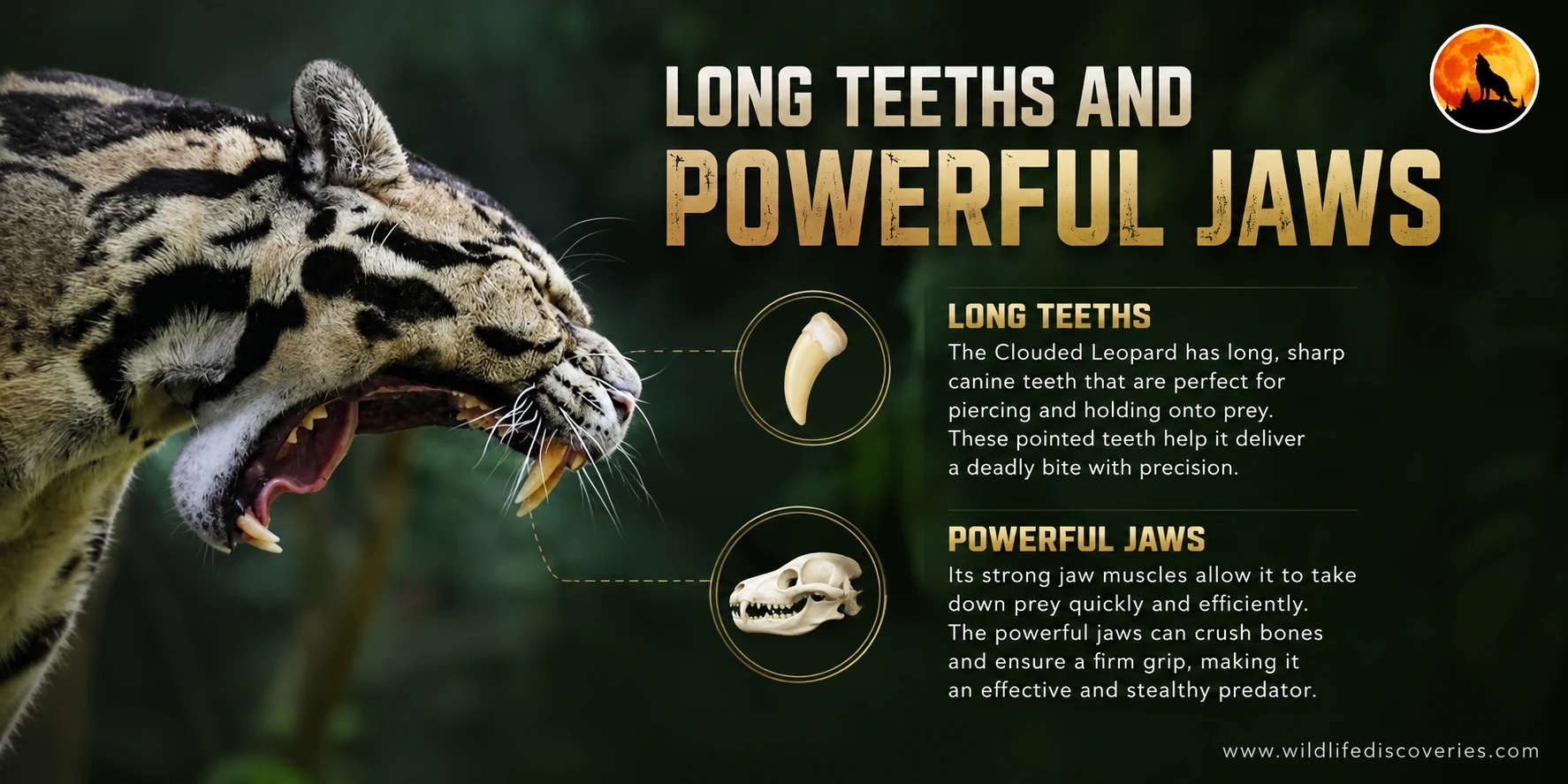 clouded leopard powerful jaw and teeths