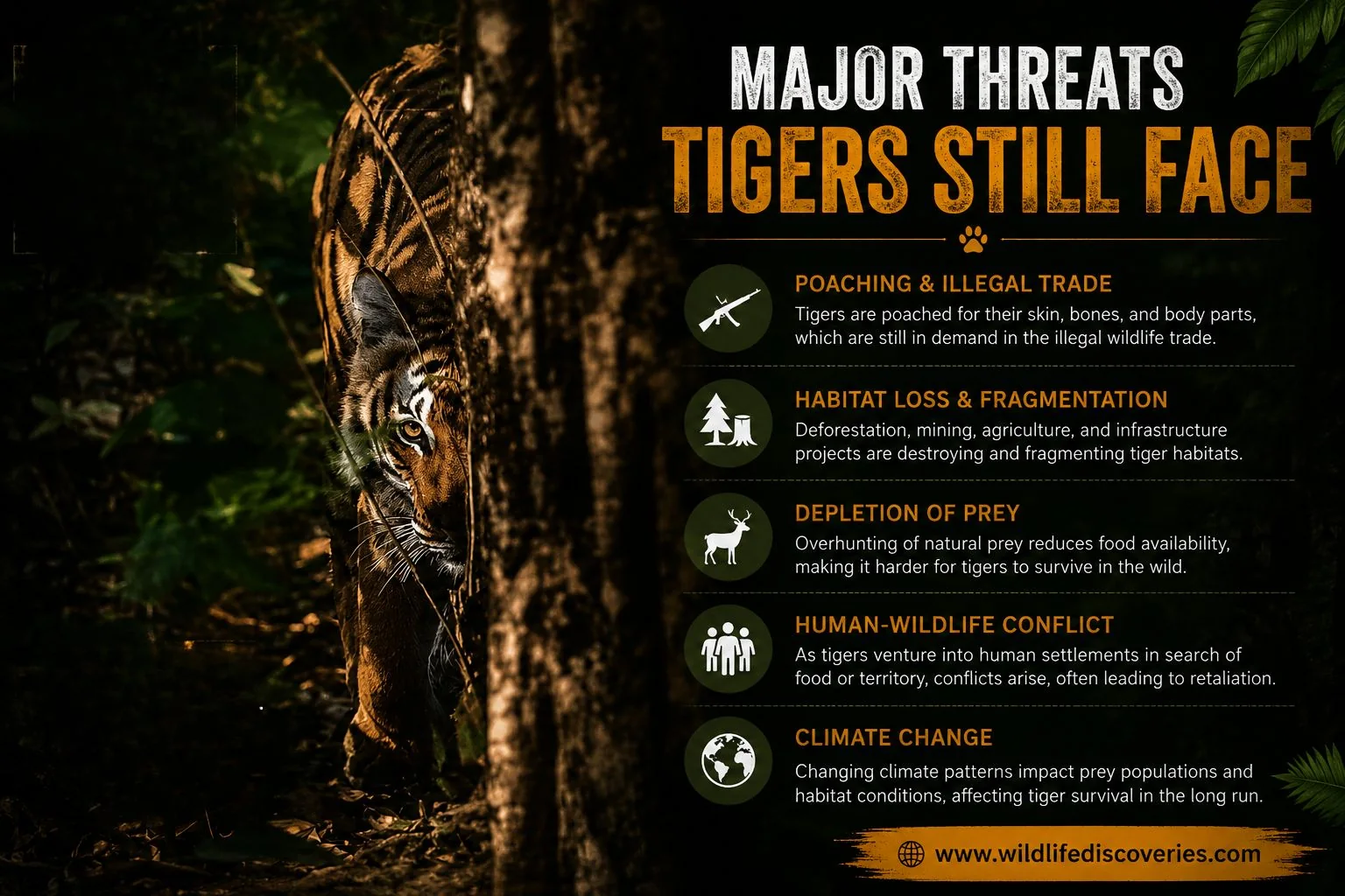 major threats tigers face