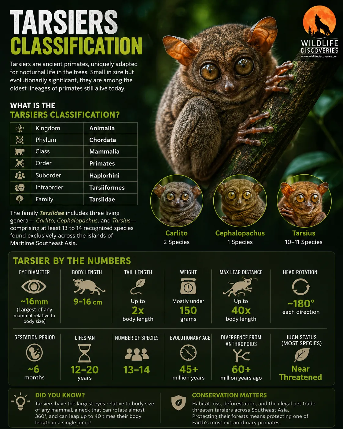 Comprehensive tarsier classification infographic showing taxonomy, Carlito, Cephalopachus and Tarsius genera, body measurements, evolutionary history, conservation status and key biological facts with a realistic tarsier in a rainforest.