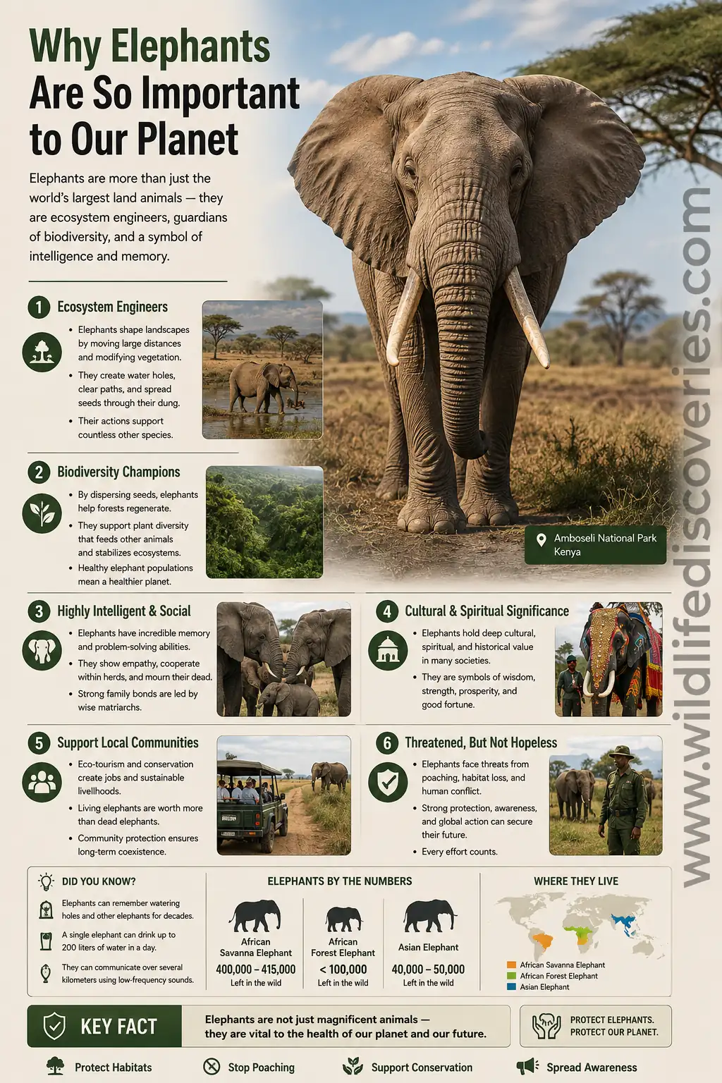 Why elephants are important to our planet infographic highlighting elephants as ecosystem engineers, biodiversity champions, intelligent social animals, and cultural symbols, with conservation facts and threats.