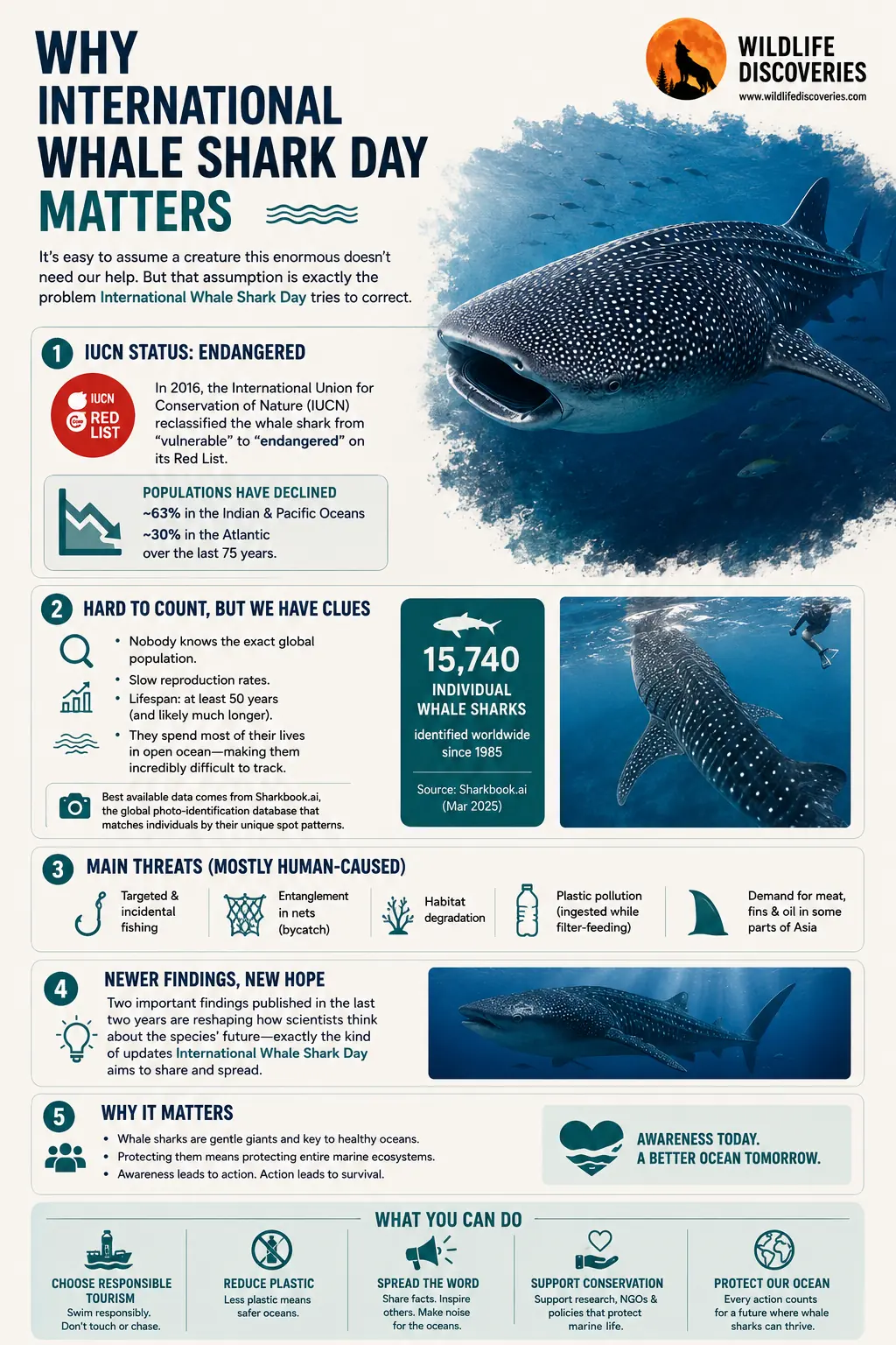 Why International Whale Shark Day matters infographic showing endangered status, population decline, threats, conservation findings, and ways to protect whale sharks
